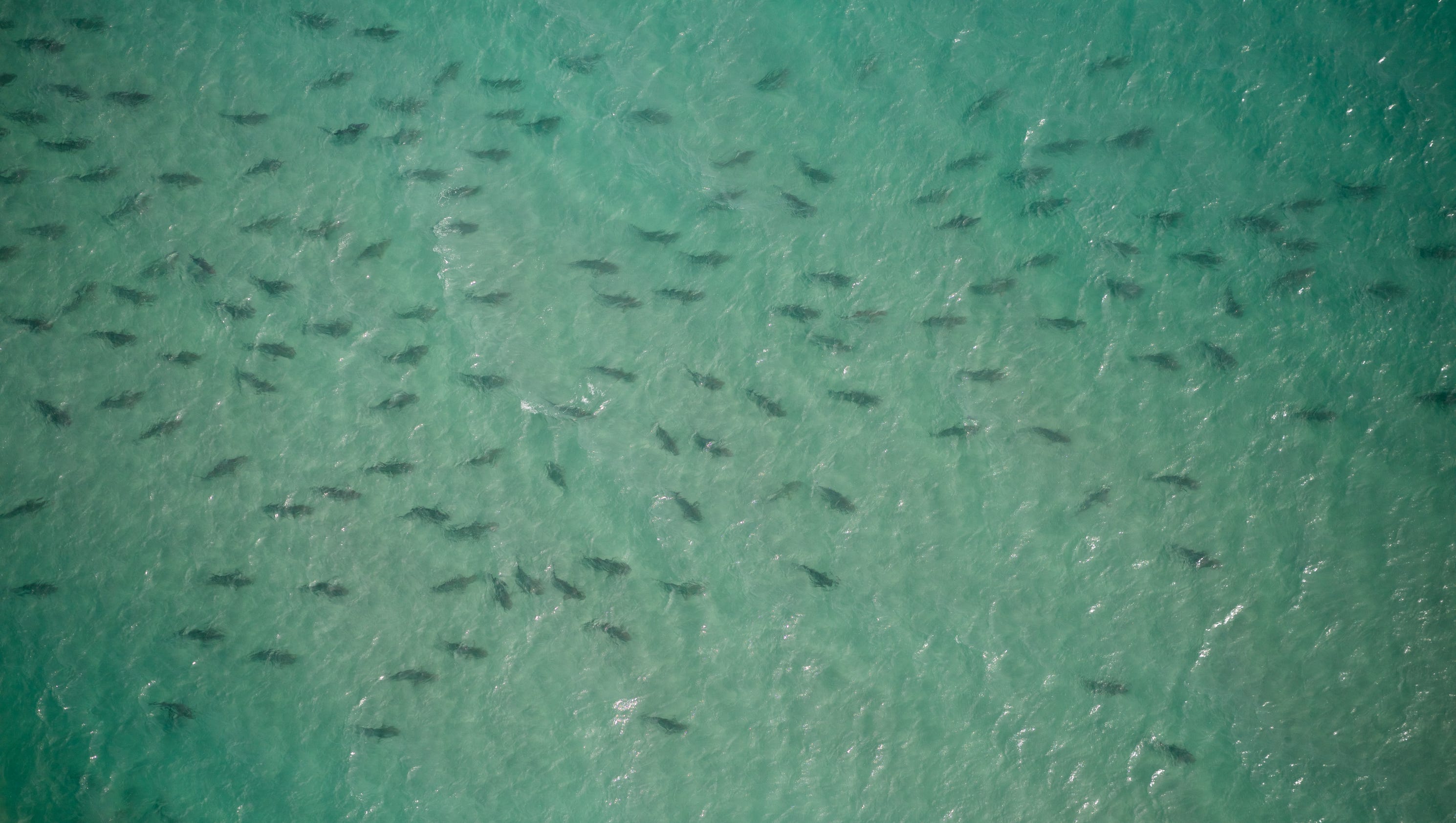 Massive hammerhead shark hunts blacktip sharks in drone video